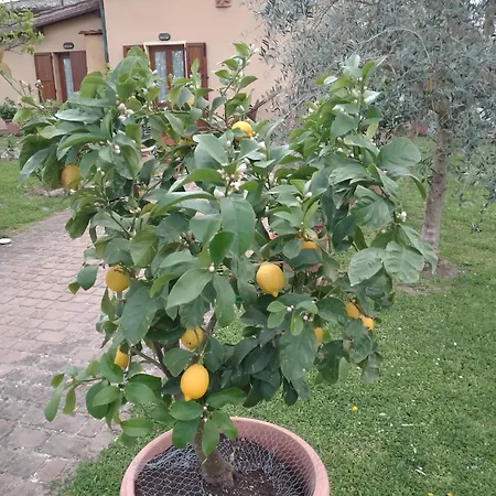 Casina Gialla * Fabbricaccia